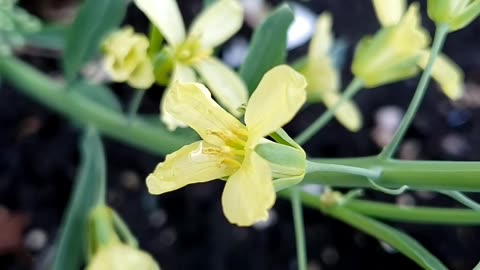 Kale flowers in Spring vegetable garden