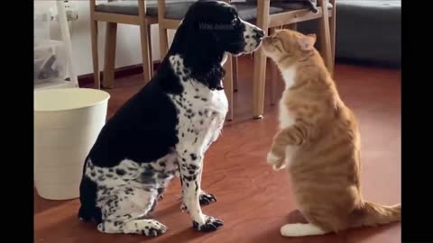 Best Funny Animals Video 2022 - Newest Cats😹 and Dogs🐶 Videos of the Week! #49