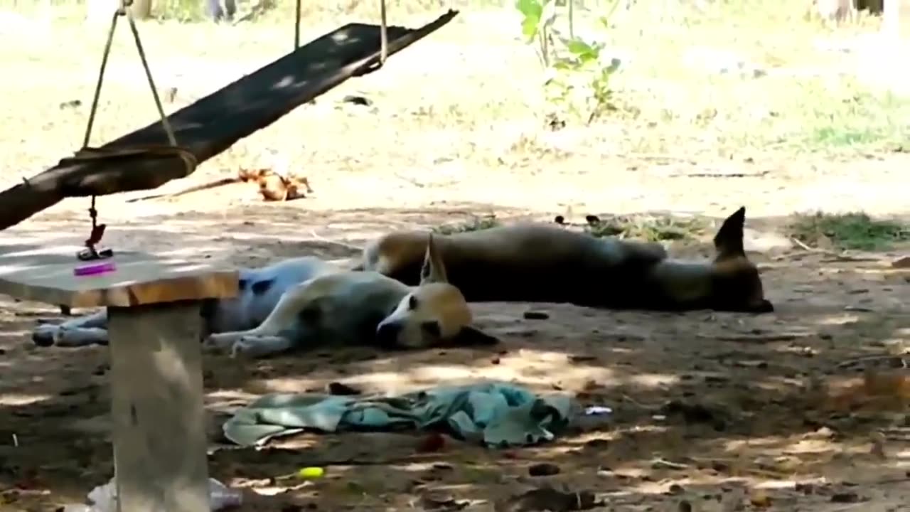Best Funny Animals Video 2023