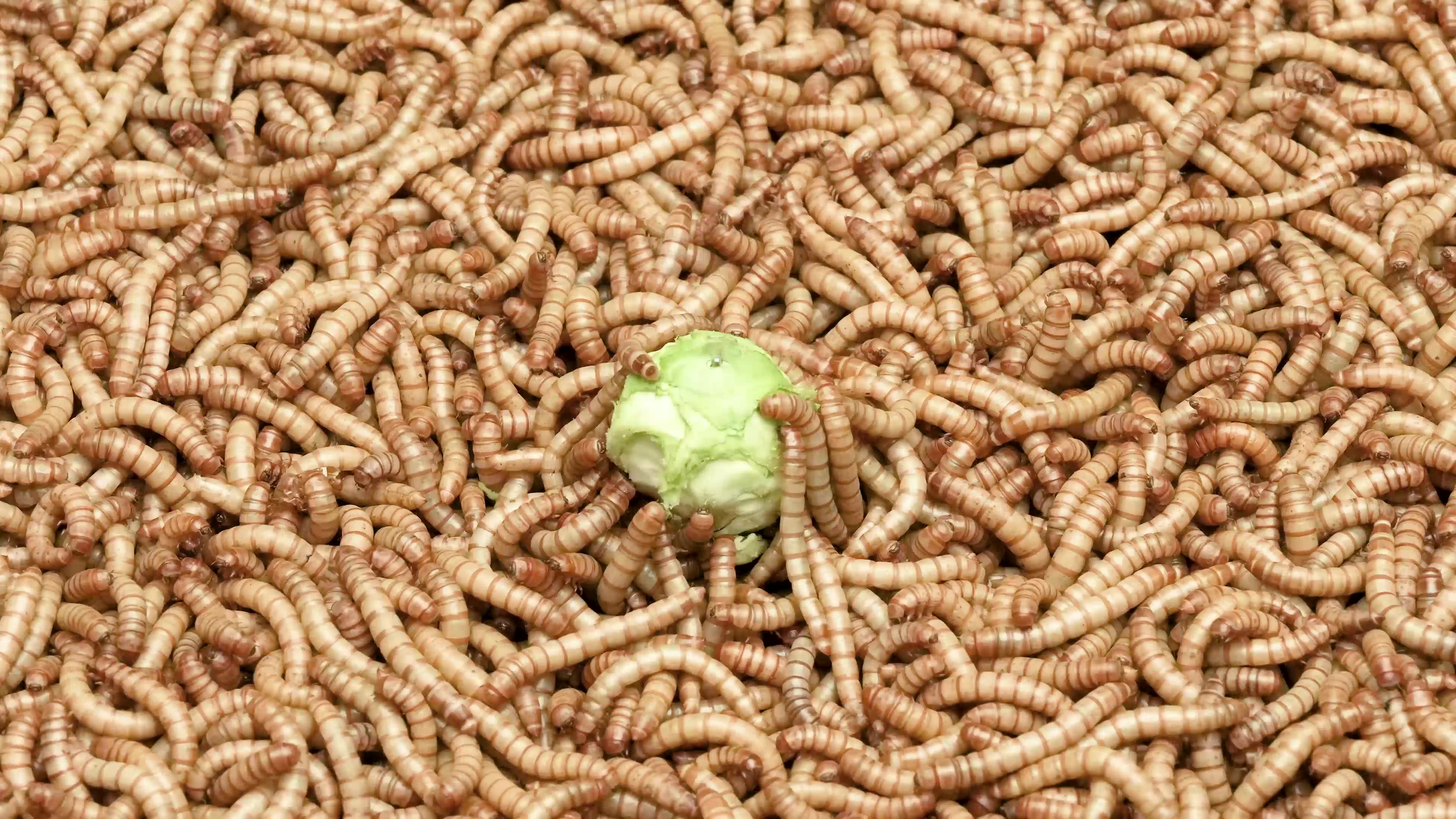 Timelapse 50 000 Mealworms vs A Brussel Sprout