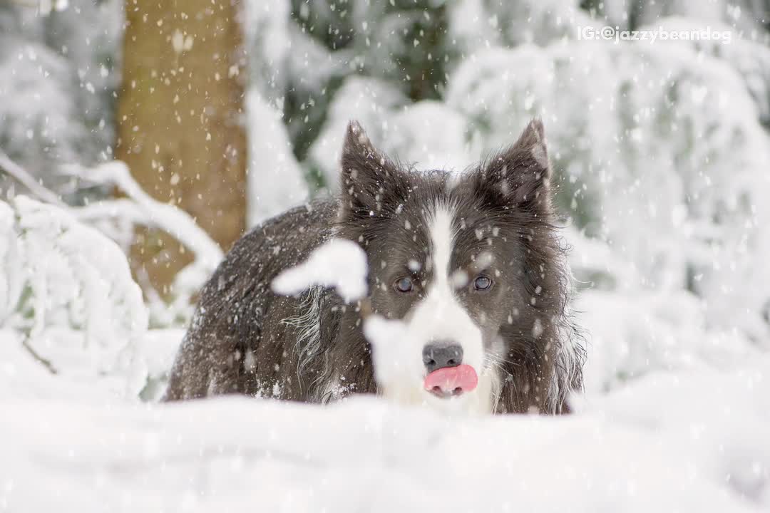 Slowmo brown white dog sticks tongue out in snow