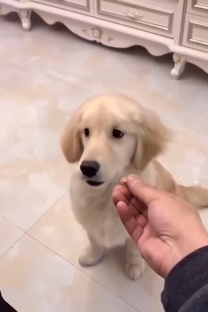 Funny Cats and Dogs 🐱🐶 _ Funny Animal Videos