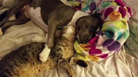 Needy Feline Cuddles With Her Canine Best Friend Enjoying Endless Wet Kisses