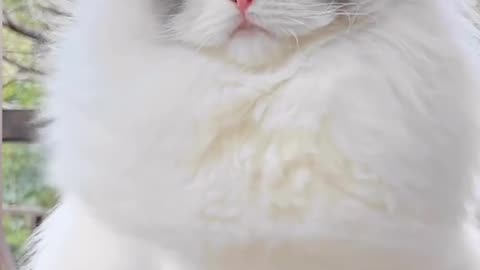 Cute and beautiful cat 😼