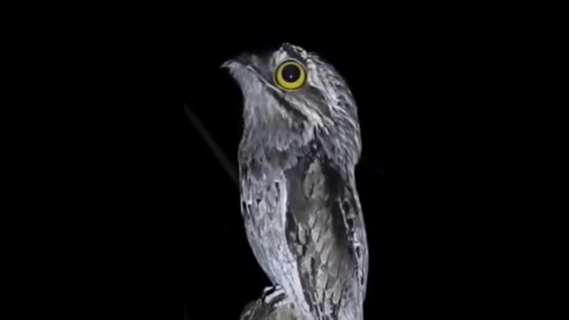 the sound of a night bird urutau