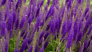 Buckingham Palace garden opens to visitors for first time