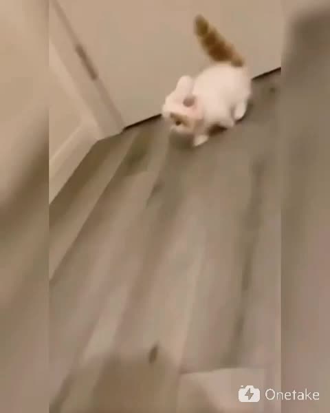 funny cats compile