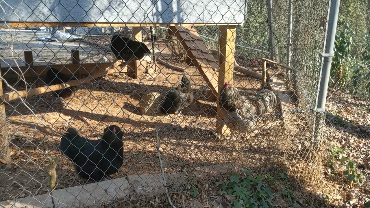 30 seconds of chickens, 1 year-old