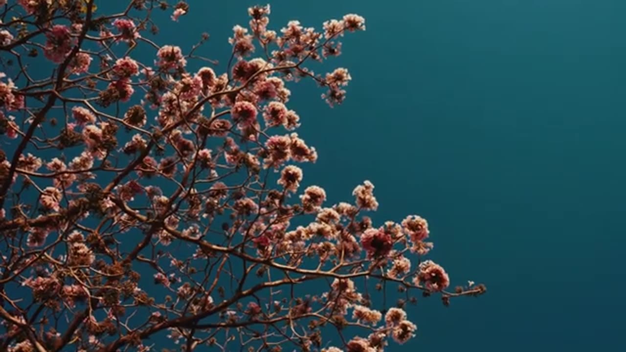 Blooming Collection