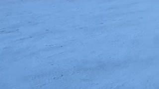 Doggy’s chasing each other