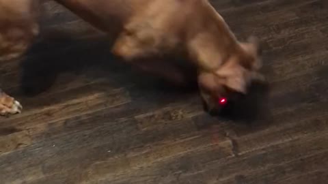 Dog Can’t Catch the Red Dot