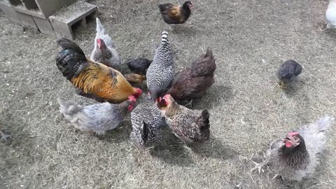 Chickens eat Chef Boyardee Overstuffed Beef Ravioli.