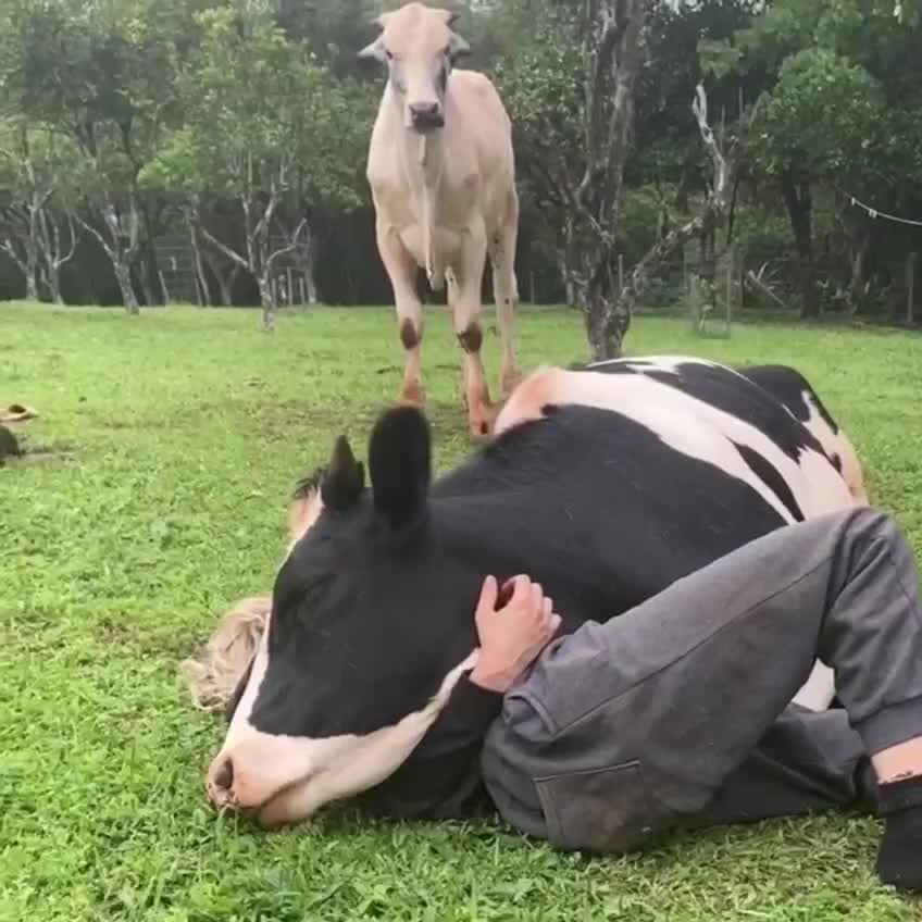 Funny girl and animal viral videos clips memes videos try not to laugh, ckt