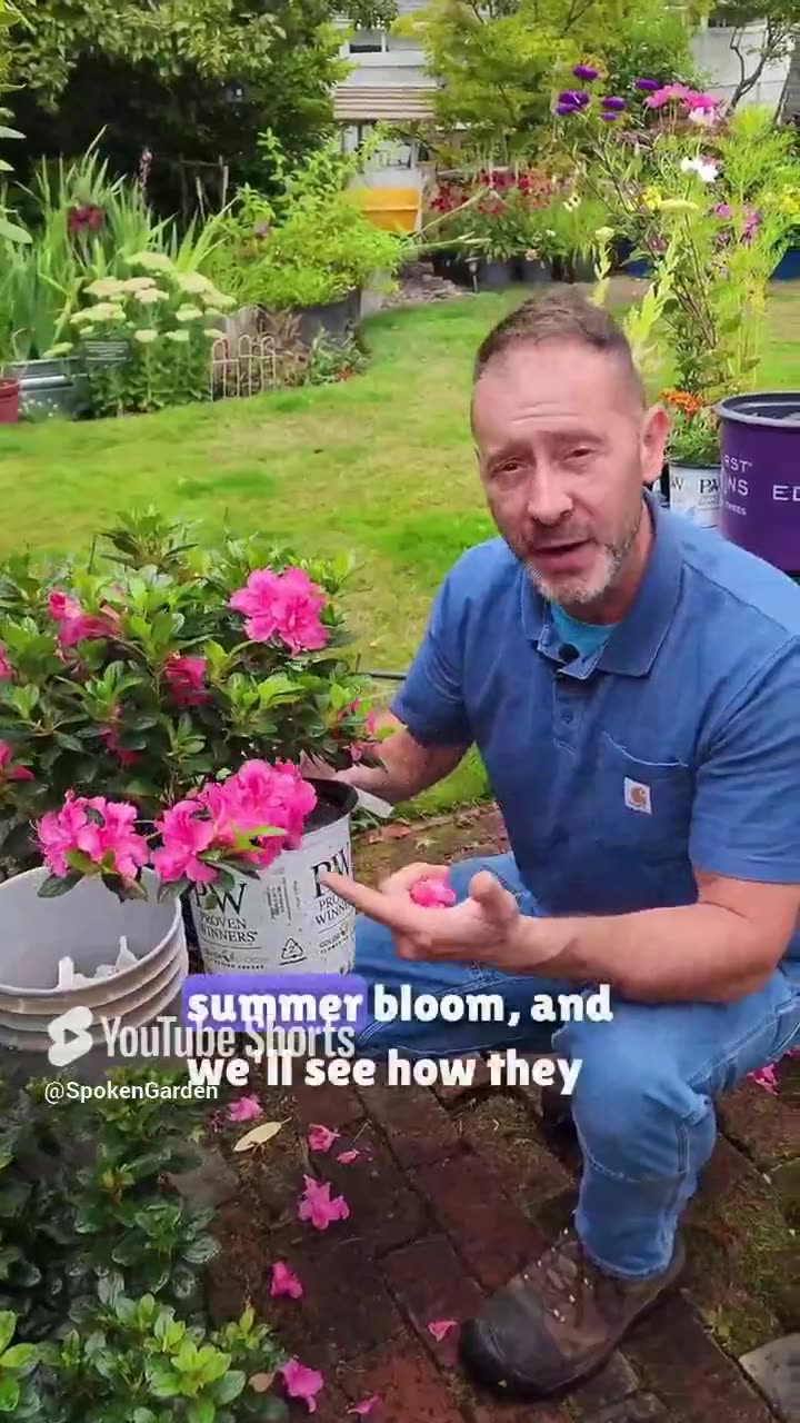 Have You Ever Heard of Reblooming Azaleas?