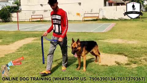German shepherd Aggression Control-Dog Training Important Door & Leash Manners