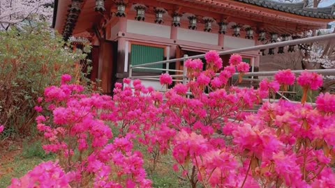 Stunning Cherry blossoms in Nara City Japan