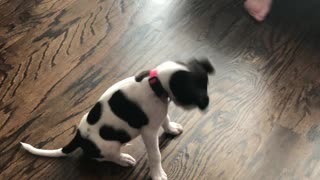 Puppy Ringo Gets a Collar