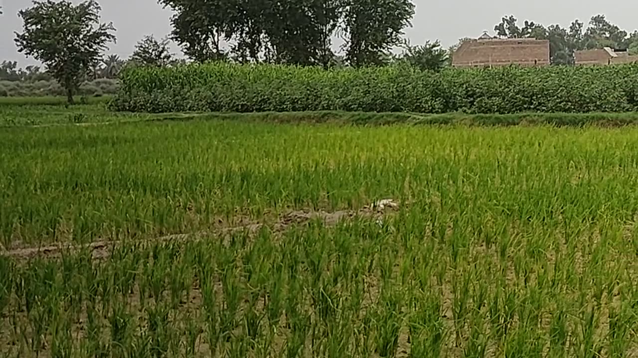 Nature | | morning 🌄 | | scenery