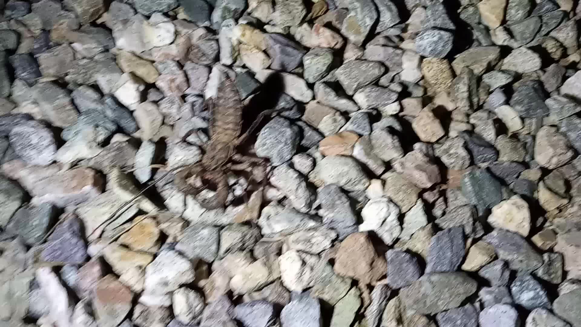 Giant Whip Scorpion (Mastigoproctus giganteus) in Arizona 🦂🦂🦂😱☮💖🔵
