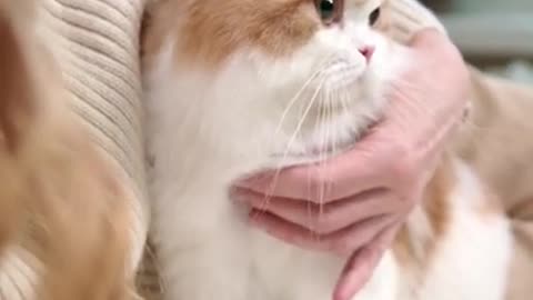 OMG These Cats Are So Cute And Beautiful | Viral Cat