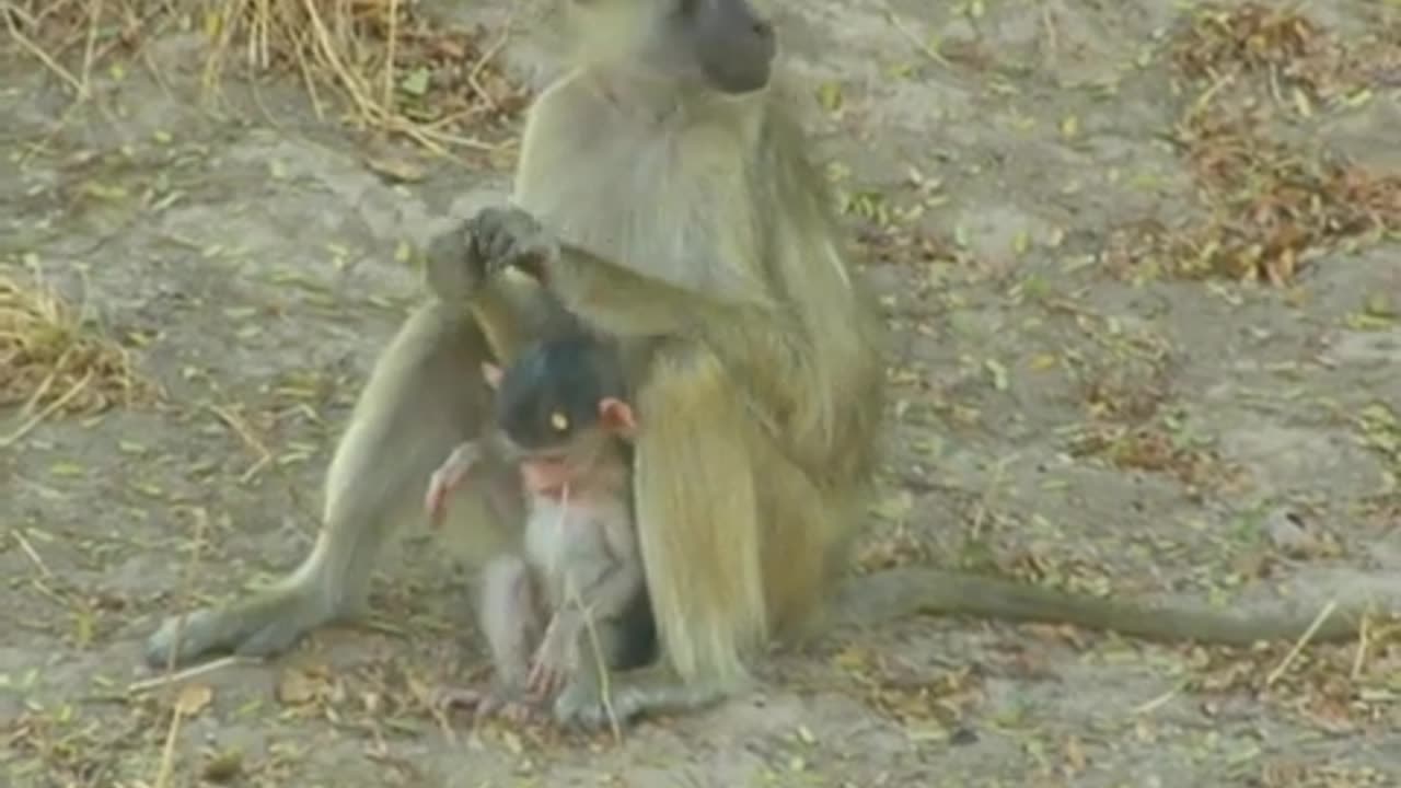 Baboon Mother With Her Young Baby