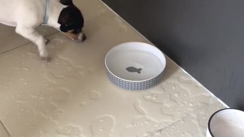 Splashing Puppy Makes Huge Mess Trying To Catch Fish Decoration