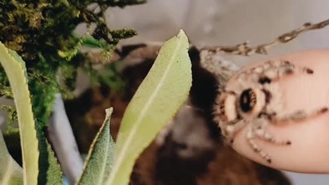 Bea the Jumping Spider Wants Some Attention from Mom
