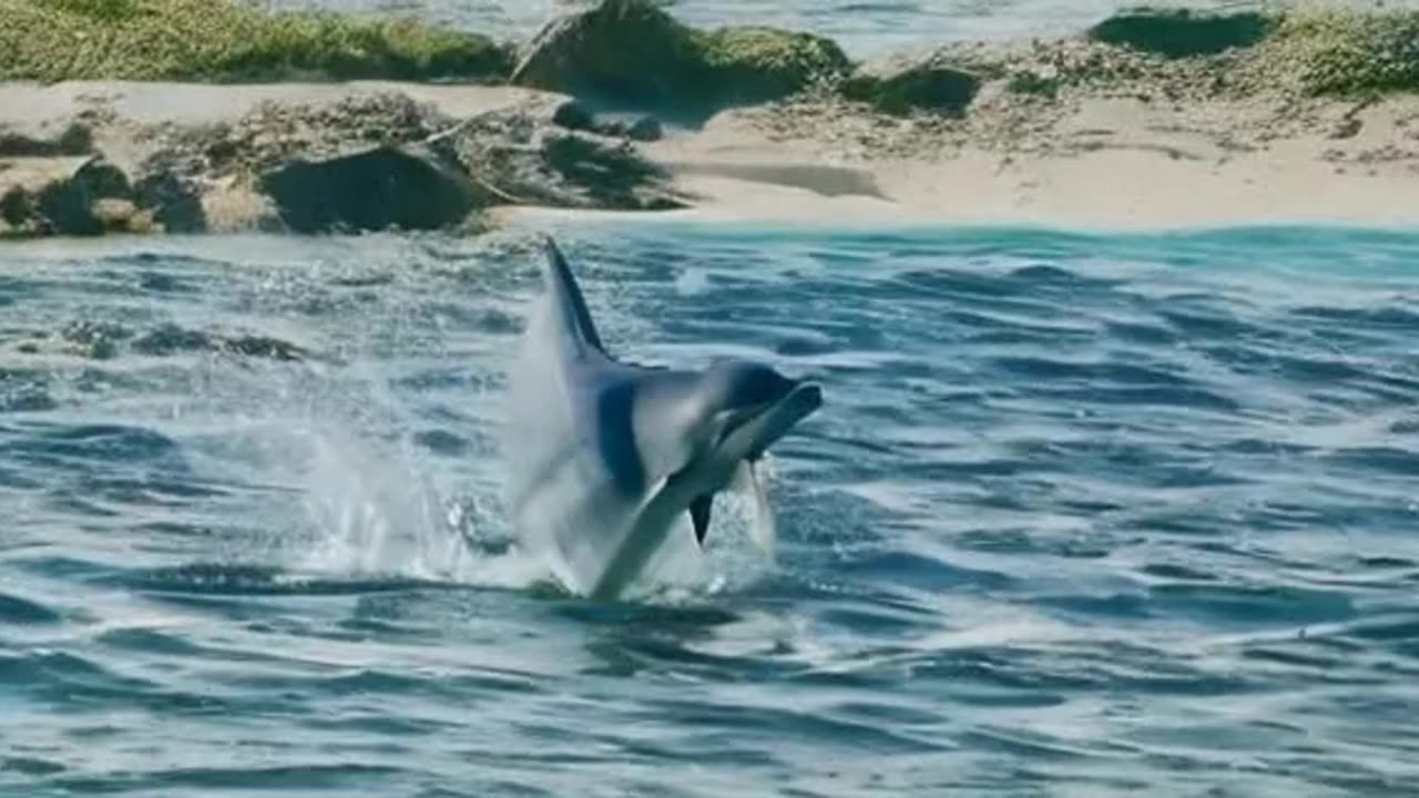 A dolphin swimming in the sea