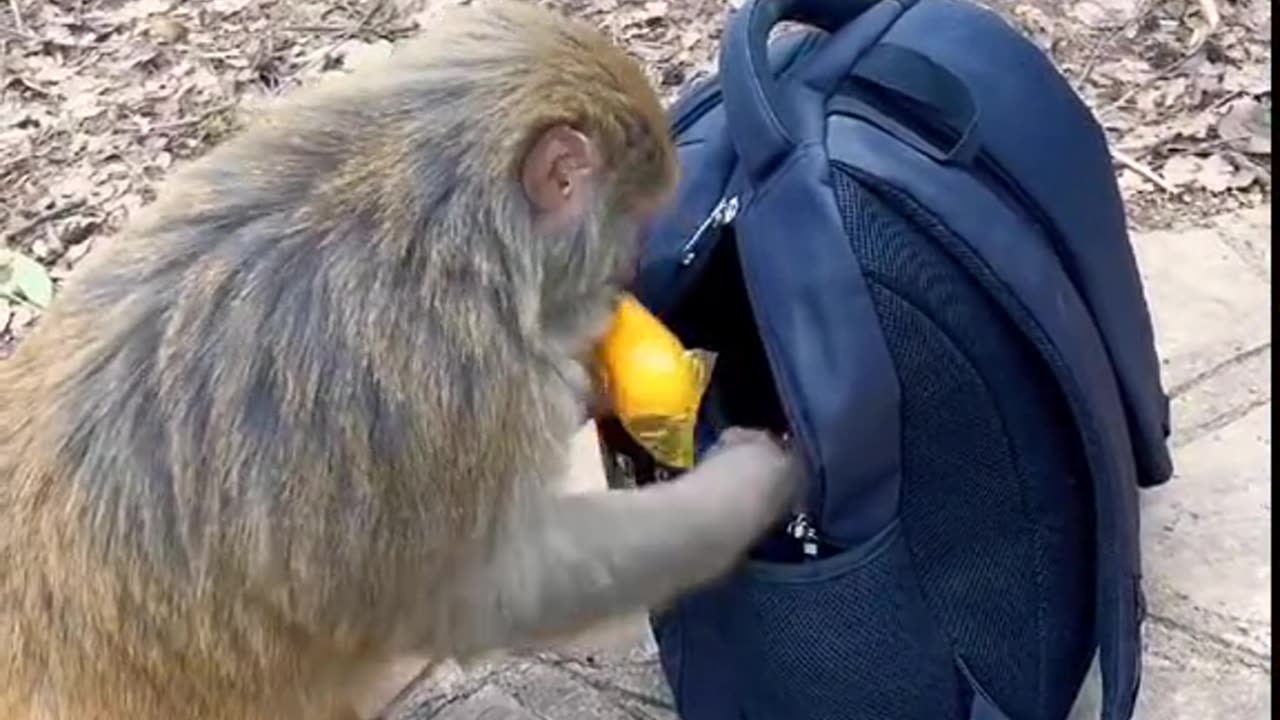 be #careful when #traveling #monkey