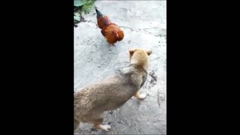 funny animals fright #1