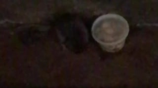 Rat eating soup on subway rail tracks