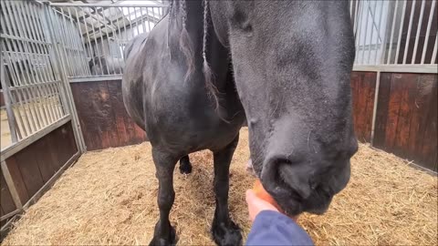 Orphan foal meets foster mother Queen👑Unique. I've never seen this before! Amazing!