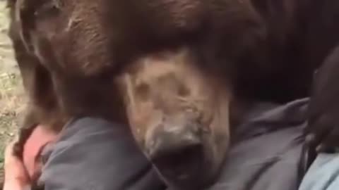 positive animal world | bear with friend | tik tok #shorts