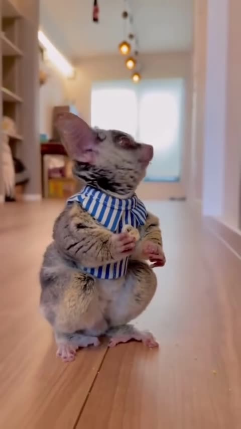 BEST FUNNY ANIMAL VIDEOS 2023