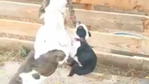 Big and small dog both hang from suspended rope