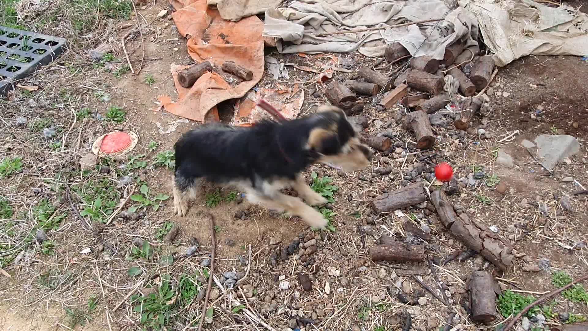This is my dog eating tomatoes.