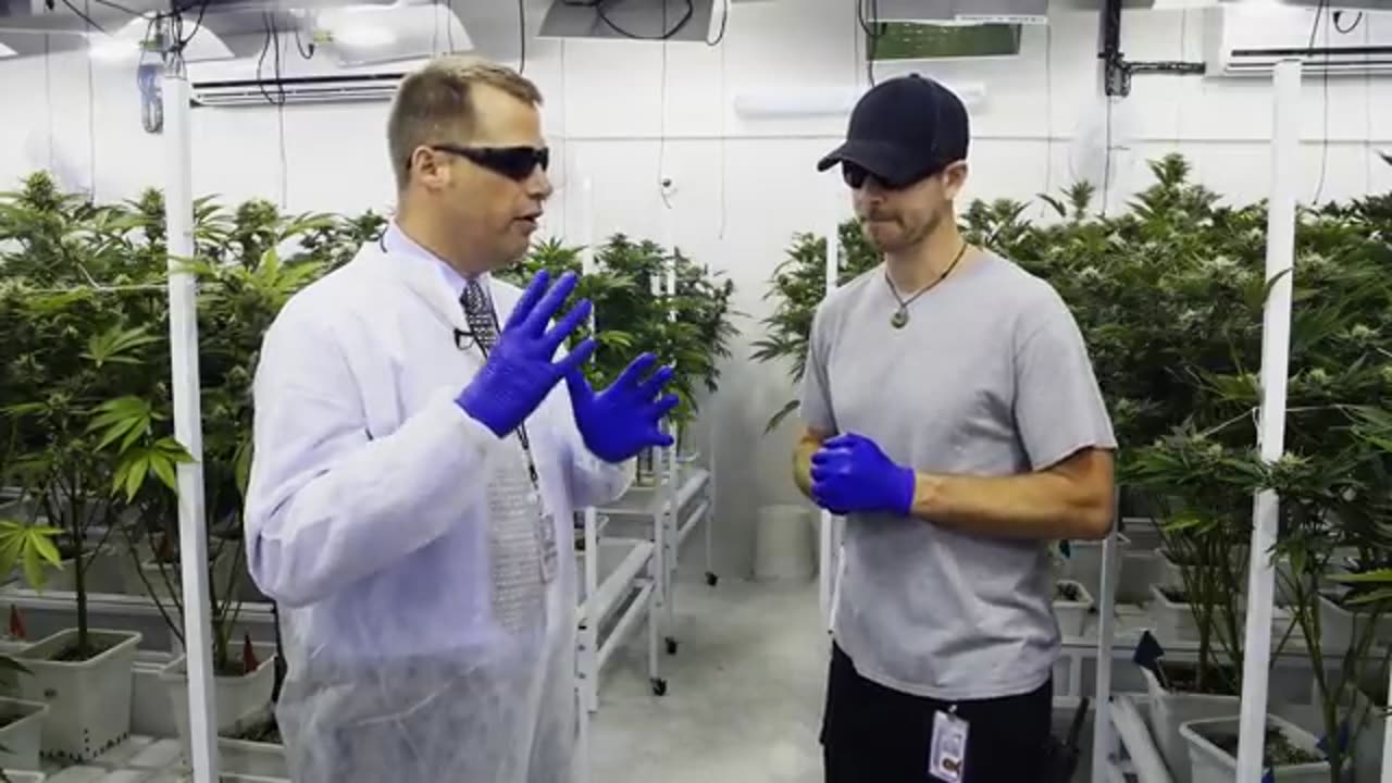 Mayors Report - NETA Medical Marijuana Growing Facility and Dispensary