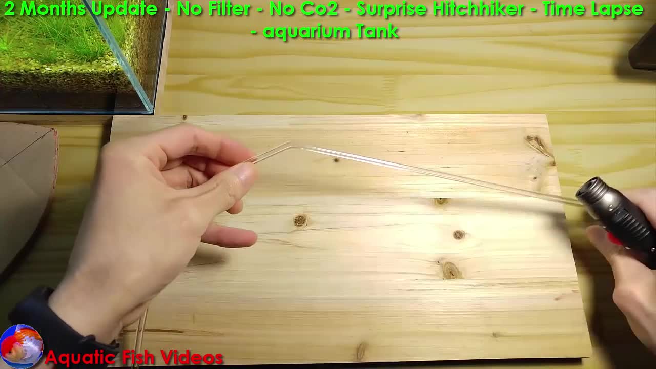 2 Months Update - No Filter - No Co2 - Surprise Hitchhiker - Time Lapse - Aquarium Tank