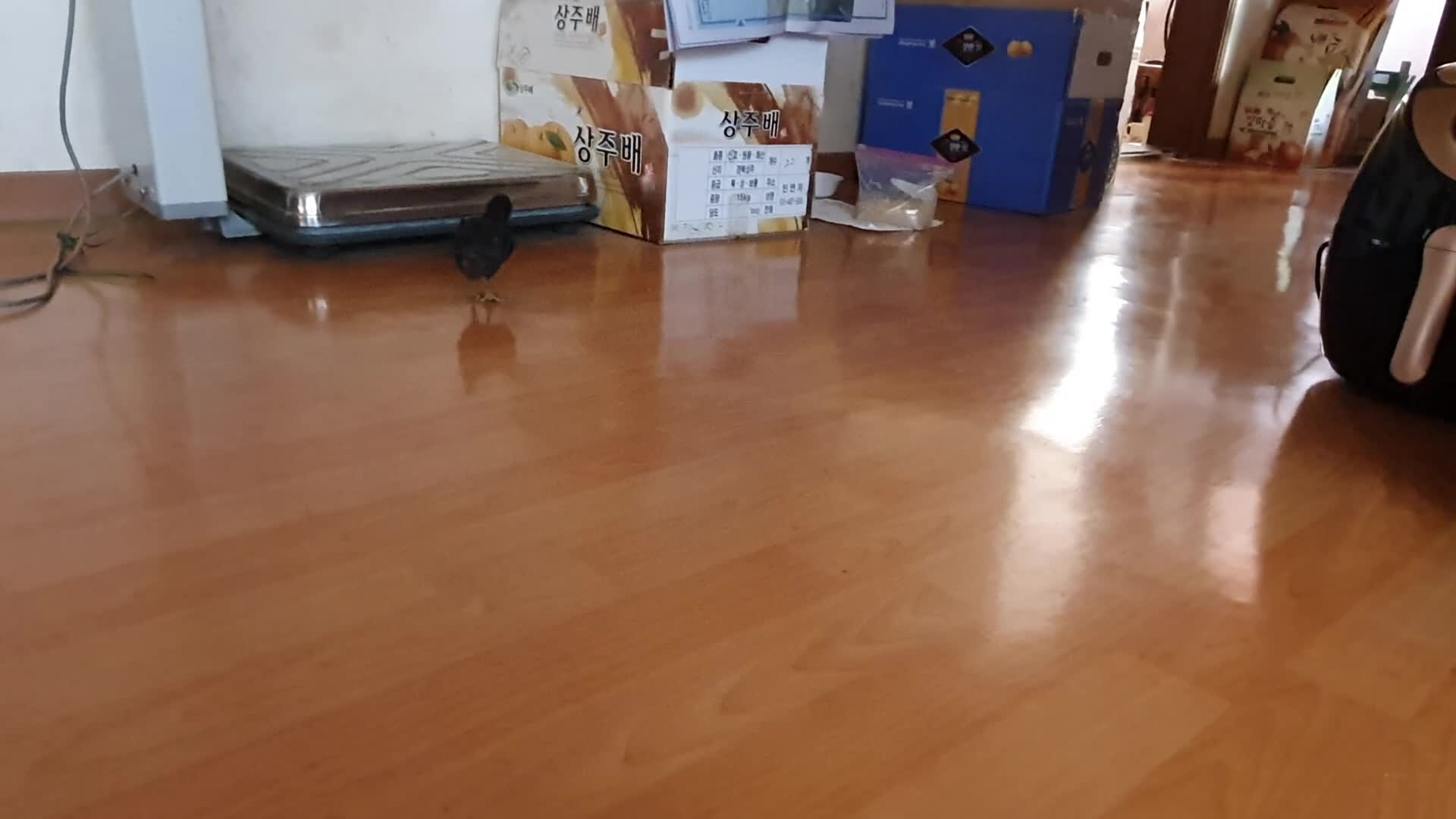 Baby Chick Eating Cabbage