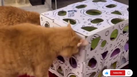 Funny cats 2023 funniest Cats animals 😻