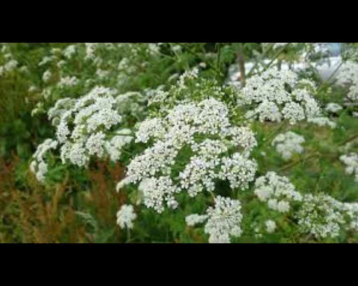 Hemlock