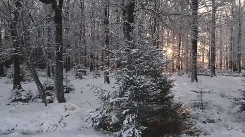 Awakening Harmony: Sunrise in the Enchanted Forest"