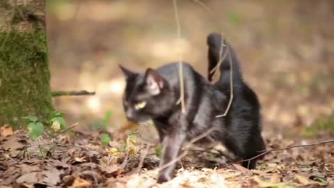 beautiful cat video in the world black cat loving his girls