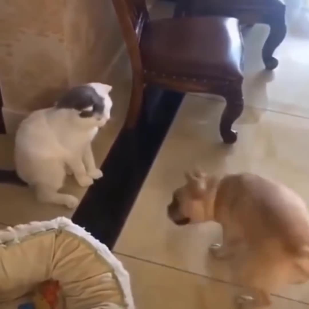 Funniest Cats Dont try to hold back Laughter Funny Cats Life_1080p