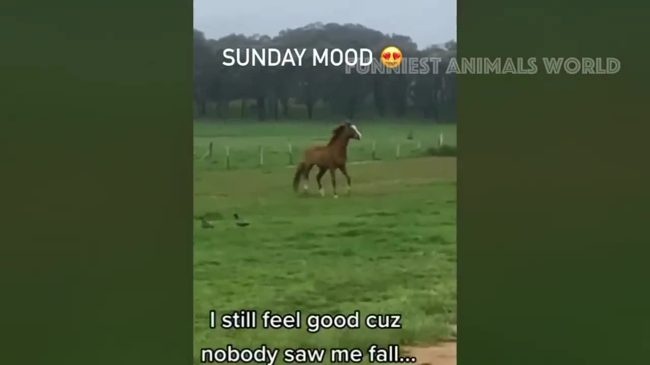 New Funny Animals