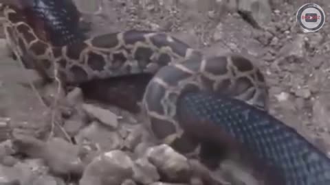 python vs cobra
