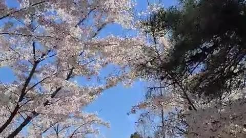 awesome cherry blossoms