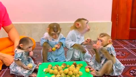 They are Clever and Lovely #monkeys #pets #animals #funny #15