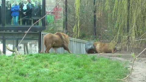 Lion Gets Head Stuck In Feeding Barrel At Zoo