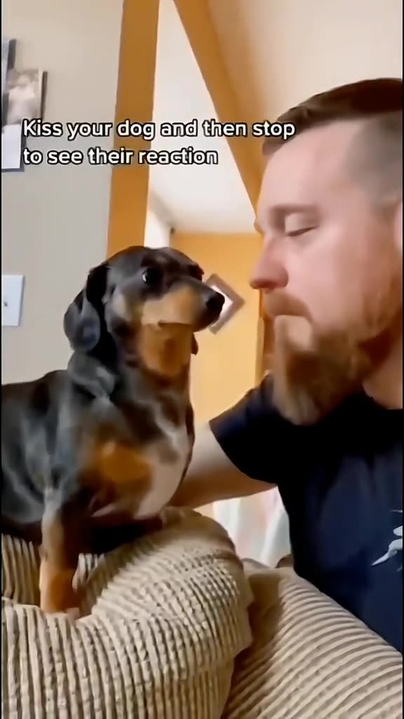 Dogs